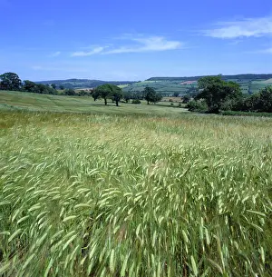 Waving: Field of barley