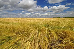 Isolated: A field of barley ripening under a partly cloudy summer sky on the prairies of southern Alberta