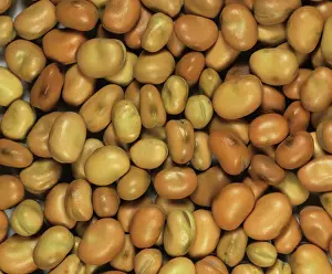 Protein: Field bean seeds