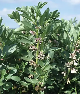 Vetch: Field Bean (Vicia faba) crop in flower