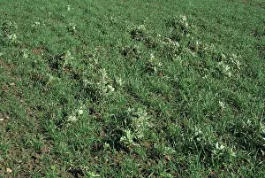 Volunteers: Field bean volunteers in wheat crop