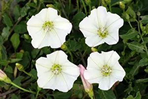 Convolvulus: Field Bindweed - four blossoms