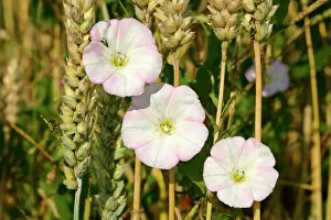 Convolvulus: Field Bindweed - three blossoms winded around blades