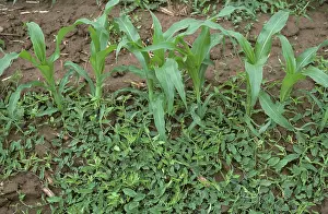 Weeds: Field Bindweed (Convolvulus arvensis)