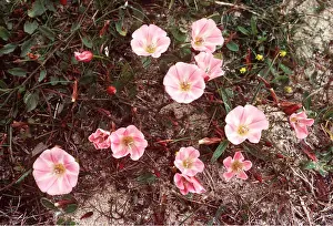 Weeds: FIELD BINDWEED - in flower