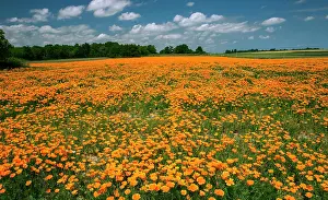 Californica: Field of blooming California poppy (Eschscholzia