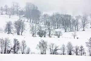 Boundaries: Field boundaries with trees in midwinter snow