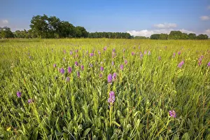 Subsp: Field of Broad-Leaved Marsh Orchid