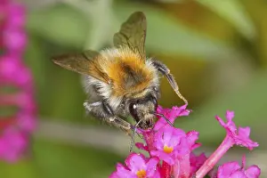 Nectar: Field bumblebee (Bombus pascuorum)