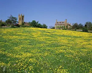 Austin: A field of buttercups on a spring day in the cotswolds at Br