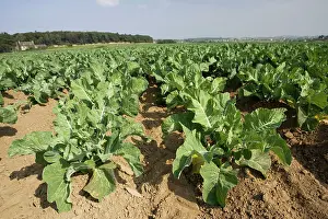Cabbages: Field of cabbages