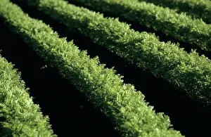 Carrot: Field of carrots