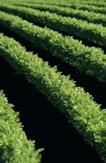 Carrot: Field of carrots