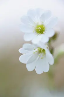 Chickweed: Field Chickweed