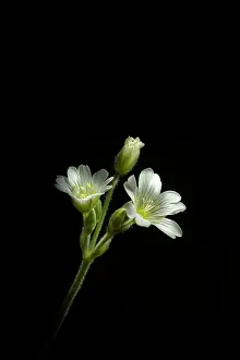 Chickweed: Field Chickweed