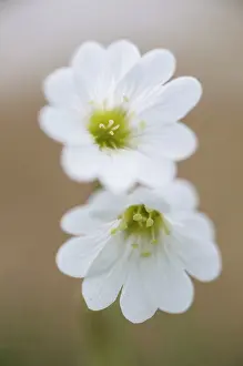 Chickweed: Field Chickweed