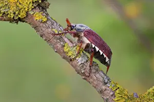 Cockchafer: Field cockchafer (Melolontha melolontha) on branch