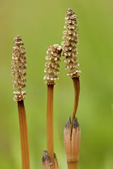 Fertile: Field / Common Horsetail - with fertile cones in spring