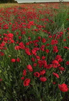 Weeds: Field full of Common Poppies, Papaver rhoeas, in