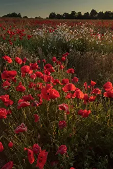 Weeds: Field full of Common Poppies, Papaver rhoeas, with