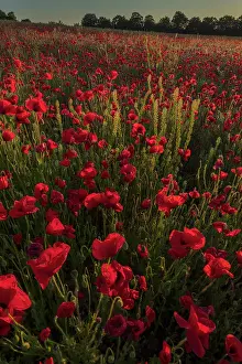 Weeds: Field full of Common Poppies, Papaver rhoeas with