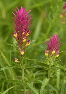 Melampyrum: Field cow-wheat