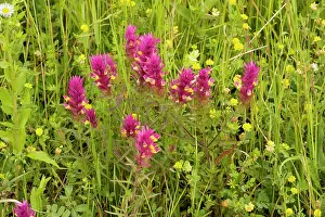 Melampyrum: Field Cow-wheat - in grassland above Mihai Viteazu