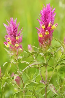 Melampyrum: Field cow-wheat - very rare in UK