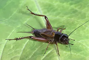 Pennsylvanicus: Field Cricket