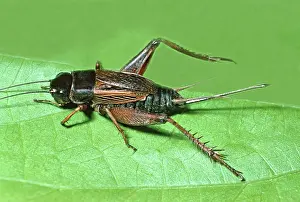 Pennsylvanicus: Field Cricket