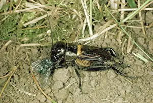 Campestris: Field CRICKET - eating Fly