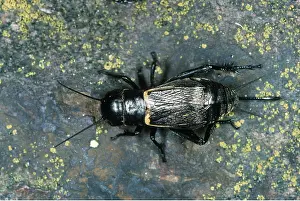 Alien: FIELD CRICKET - female