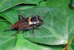 Campestris: Field Cricket - on leaf