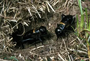 Campestris: Field Crickets