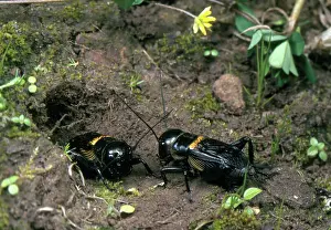 Campestris: Field Crickets