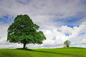 Foothills: Field cross and lime tree, near Altensteig, Allgcu