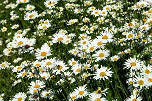 Daisy: Field of daisies, close-up