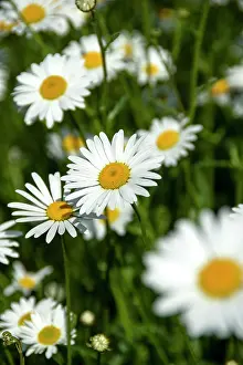 Daisy: Field of daisies, close-up