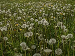 Puff: Field full of Dandelions in seed, in the Vercors