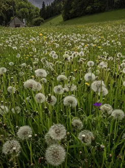 Puff: Field full of Dandelions in seed, in the Vercors