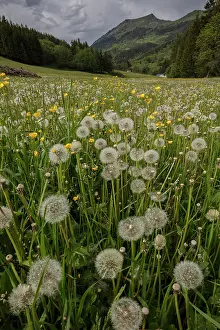 Puff: Field full of Dandelions in seed, in the Vercors