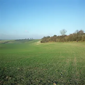 Undulating: Field in December