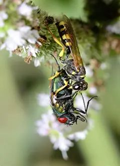 Capturing: Field digger wasp (Mellinus arvensis) capturing