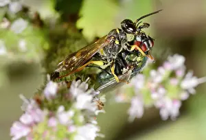 Capturing: Field digger wasp (Mellinus arvensis) capturing