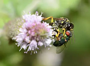 Capturing: Field digger wasp (Mellinus arvensis) capturing