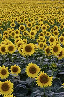 Phototropism: Field of domestic sunflowers
