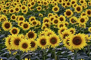 Phototropism: Field of domestic sunflowers