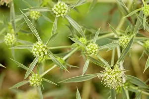 Campestre: Field Eryngo - in flower