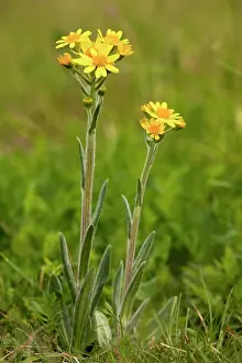 Downland: Field Fleawort - on chalk downland
