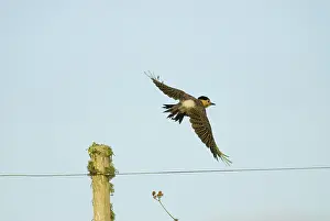 Campestris: Field Flicker